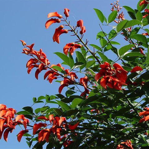Erythrina crista-galli & Cockspur coral tree Seeds
