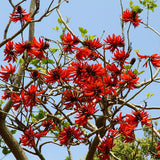 Erythrina crista-galli & Cockspur coral tree Seeds