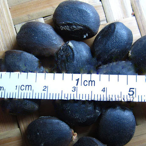 Erythrophleum-fordii-Seeds