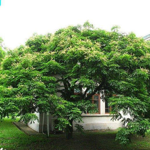 Erythrophleum-fordii-Seeds