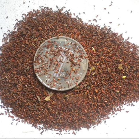 Eucalyptus camaldulensis & River red gum Seeds