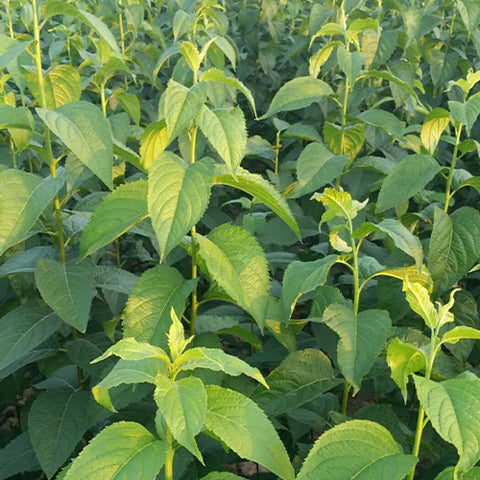 Eucommia ulmoides & Eucommia tree Seeds