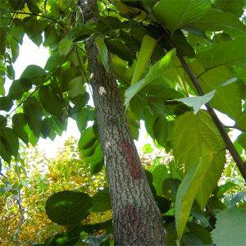 Eucommia ulmoides & Eucommia tree Seeds