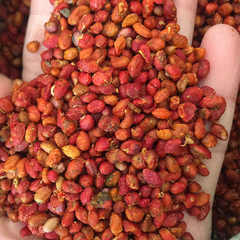 Euonymus-maackii-Himalayan-spindle-Seeds