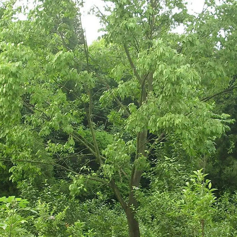 Euonymus-maackii-Himalayan-spindle-Seeds