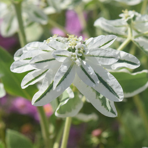 snow on the mountain plant seeds Euphorbia Marginata & Snow On The Mountain Seeds – HeYou Seeds