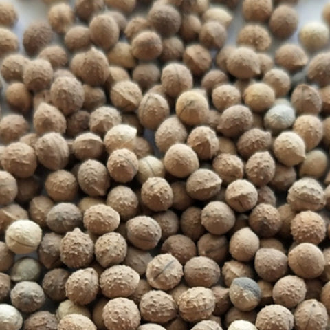 Euphorbia Marginata & Snow On The Mountain Seeds