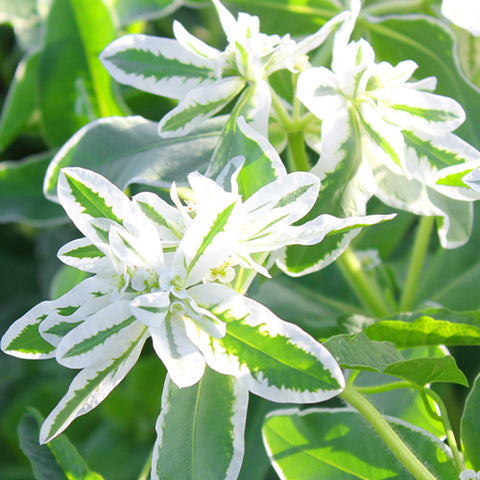 Euphorbia Marginata & Snow On The Mountain Seeds