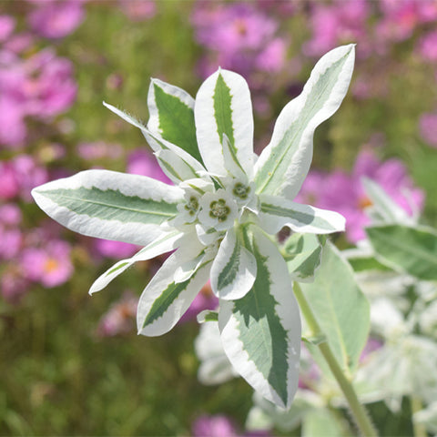 Euphorbia-Marginata-Snow-On-The-Mountain-Seeds