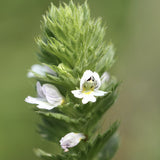 Euphrasia-pectinata-Millet-grass-Seeds