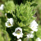 Euphrasia-pectinata-Millet-grass-Seeds