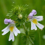 Euphrasia-pectinata-Millet-grass-Seeds