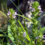 Euphrasia-pectinata-Millet-grass-Seeds