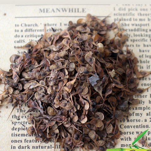 Euptelea-pleiospermum-Collar-spring-wood-Seeds