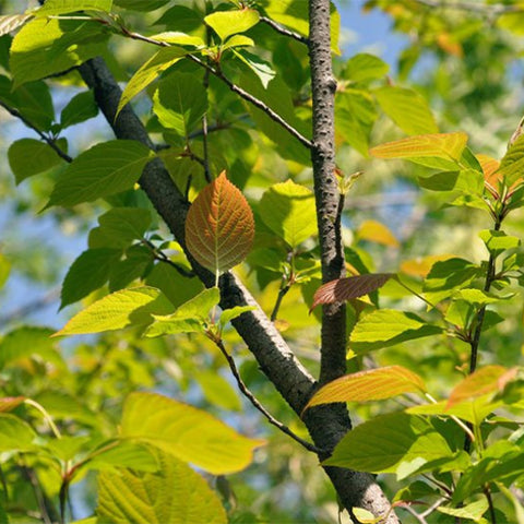 Euptelea-pleiospermum-Collar-spring-wood-Seeds