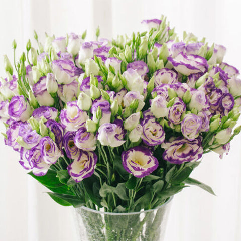 Eustoma-Grandiflorum-Eustoma-Seeds