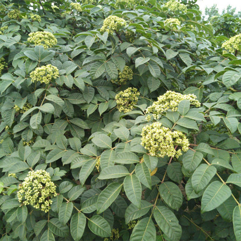 Evodia-dahi-Stinky-sandalwood-Seeds