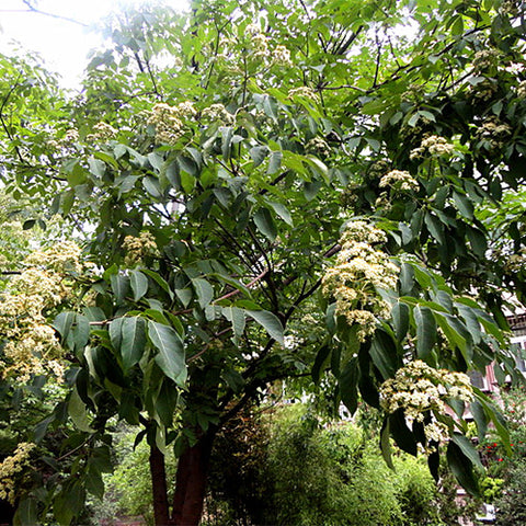 Evodia-dahi-Stinky-sandalwood-Seeds