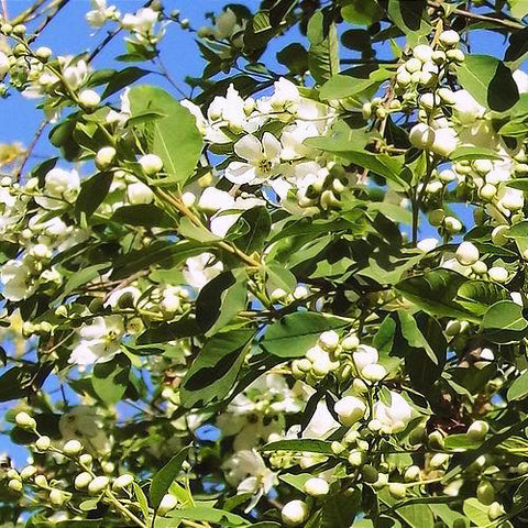 Exochorda racemosa & Pearlbush Seeds