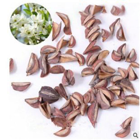 Exochorda racemosa & Pearlbush Seeds