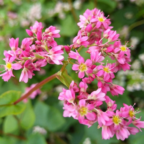 Fagopyrum Esculentum & Buckwheat Flower Seeds