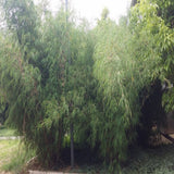 Fargesia-fungosa-Cotton-bamboo-Seeds