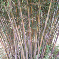 Fargesia-fungosa-Cotton-bamboo-Seeds