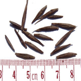 Fargesia papyrifera & Fargesia yunnanensis Seeds