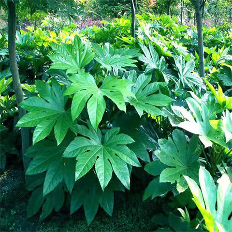 Fatsia japonica & False castor oil plant Seeds