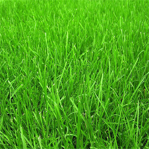 Festuca-elata-Tall-Fescue-Seeds