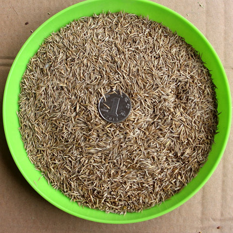 Festuca-rubra-Purple-Fescue-Seeds
