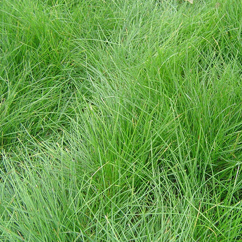 Grass Seeds – HeYou Seeds