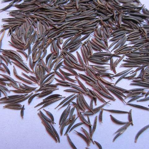 Ficus-carica-Fig-Seeds