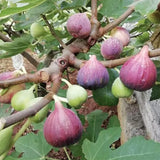 Ficus-carica-Fig-Seeds