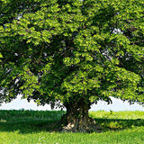 Ficus-religiosa-Sacred-fig-Seeds