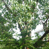 Ficus-religiosa-Sacred-fig-Seeds