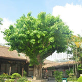 Ficus-religiosa-Sacred-fig-Seeds