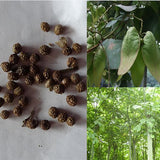 Firmiana-simplex-Green-Indus-Seeds