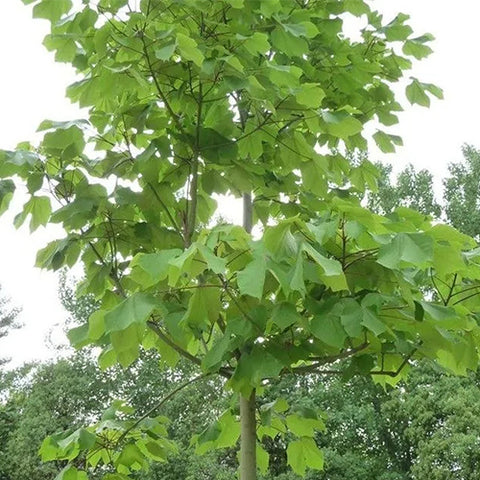 Firmiana-simplex-Green-Indus-Seeds