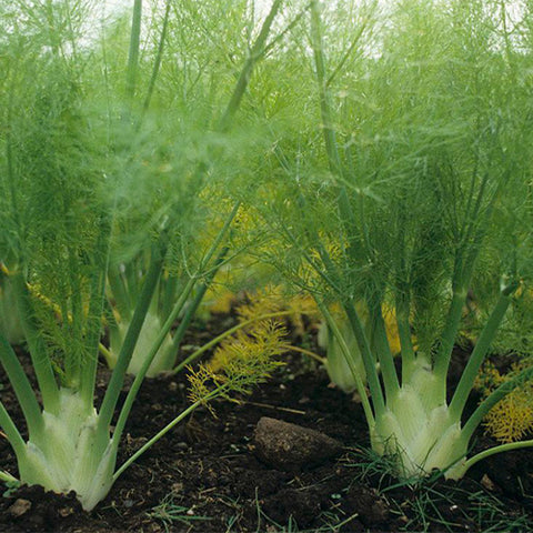 Florence-Fennel-Foeniculum-vulgare-Seeds