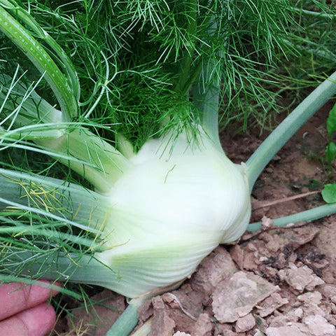 Florence-Fennel-Foeniculum-vulgare-Seeds