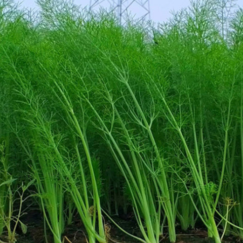 Foeniculum Vulgare & Fenne Seeds