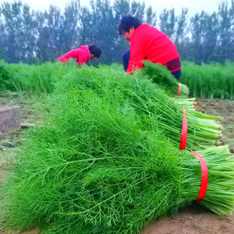 Foeniculum Vulgare & Fenne Seeds