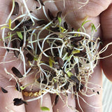 Forsythia suspensa & Weeping forsythia Seeds