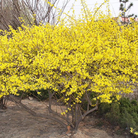 Forsythia suspensa & Weeping forsythia Seeds