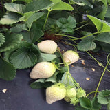 Fragaria nilgerrensis & White strawberry Seeds