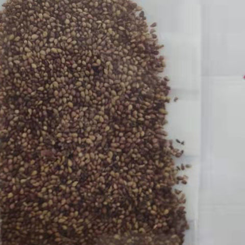 Fragaria nilgerrensis & White strawberry Seeds