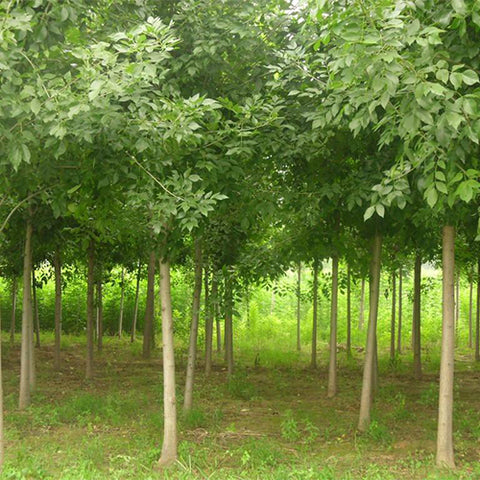 Fraxinus chinensis & Chinese ash Seeds