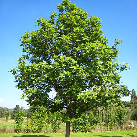 Fraxinus chinensis & Chinese ash Seeds