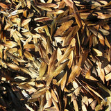 Fraxinus mandshurica & Manchurian ash Seeds